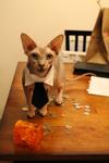 Twigs wearing a cat-sized ascot, standing on a table amongst a pool of coins