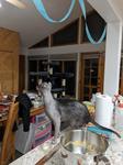 Cheeseball, our Lykoi, looking up at paper streamers hanging over his head