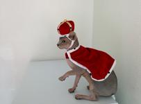 Twigs dressed in a little royal costume, with a red cloak and fancy plush crown