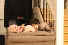 Twigs, Pearl, and Anise sat in similar poses all in a row along a couch arm