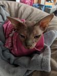 Closeup of Twigs's slightly frumpy face, as he sits on a blanket while wearing a sweater